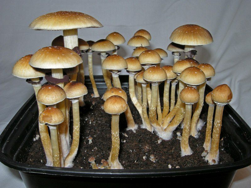 Psilocybin